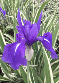 Iris laevigata 'Variegata'